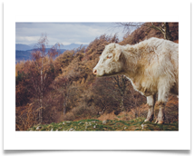 Cow Scape - Jackie Tucker